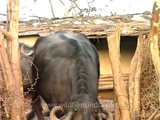 Gujarat-Gir-DVC-5c-2