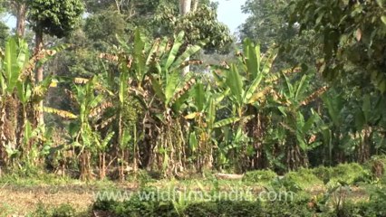 Hullock gibbon-hdv-fx-1-tape-13