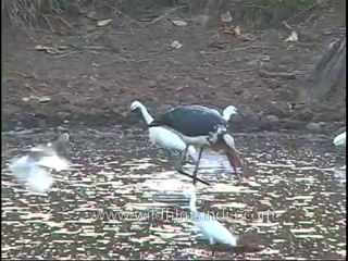 kanha-birds-mdv-542-16