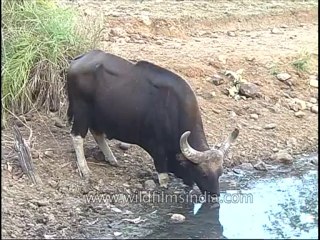 kanha-buffalo-mdv-542-20