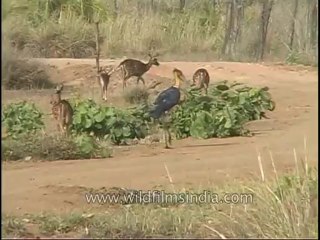 kanha-deers-mdv-542-7