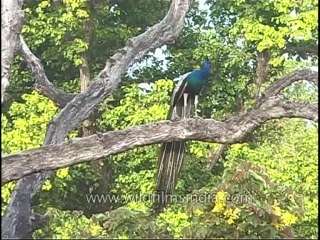 kanha-peacock-mdv-542-21