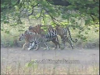kanha-tiger-mdv-542-13