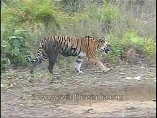 kanha-tiger-mdv-542-14