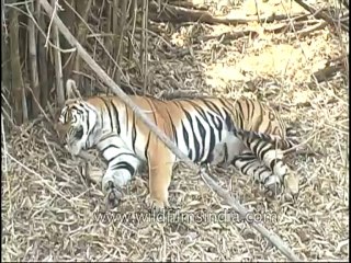kanha-tiger-mdv-543-1