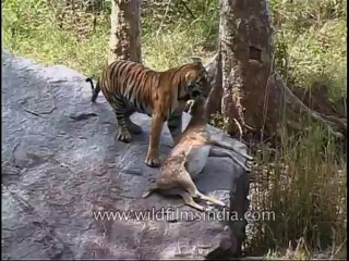 kanha-tiger-mdv-543-14