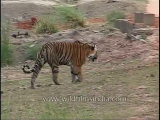 kanha-tiger-mdv-543-17