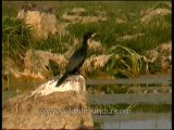 Ken river-birds-mdv-138-19