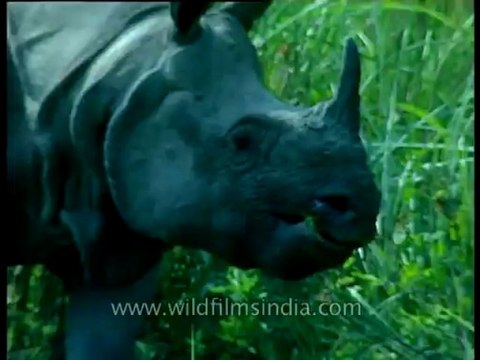 Rhino-kaziranga-mdv-1002-3