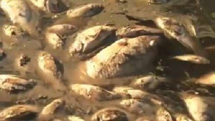 Brésil : dix tonnes de poissons morts dans un lac à Rio