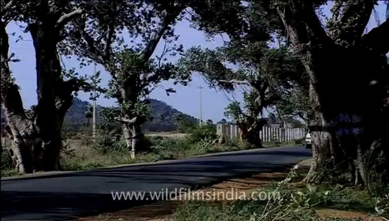 Kerala-windmills-1