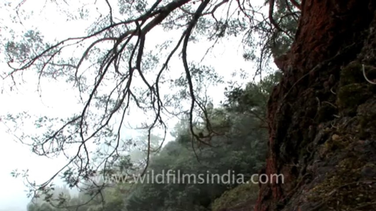 Kodaikanal-20-view from a hills