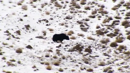Ladakh-Yaks-Z-7-hdv-2-2