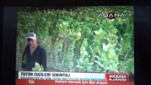 Bulgaristan'da Türk tütün üreticileri ADANA TV