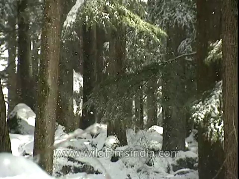 Manali-tc-12-9