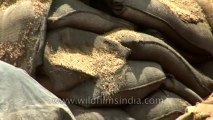 Rotten wheat-punjab-6