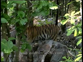 Panna-tiger-mdv-138-1