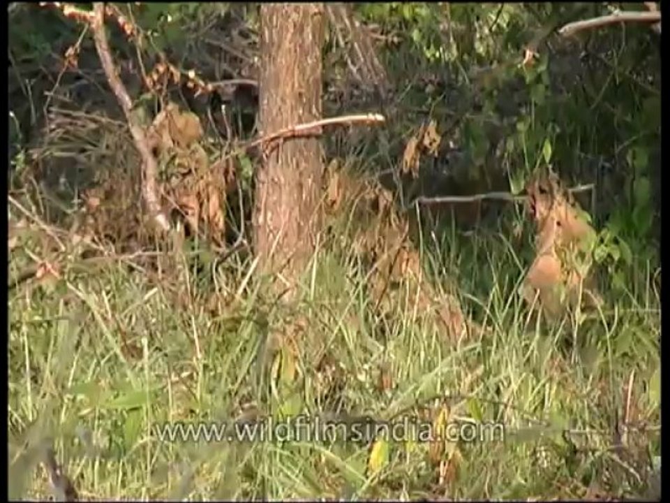 Panna-deer-mdv-129-2