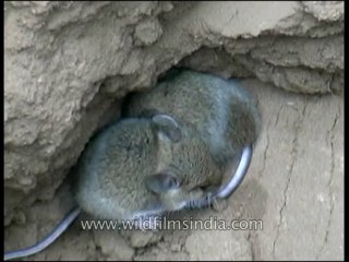 Panna-rat-mdv-129-13