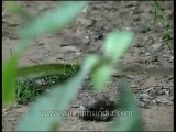 Panna-snake-mdv-129-8