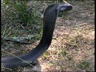 Panna-snake-mdv-138-8