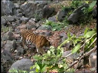 Panna-tiger-mdv-138-2