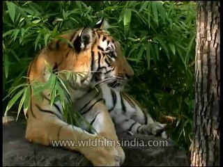 Panna-tiger-mdv-138-3