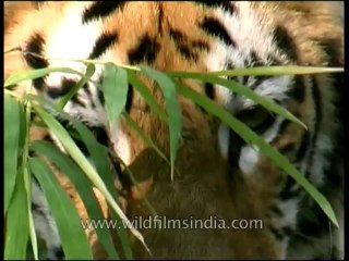 Panna-tiger-mdv-138-4