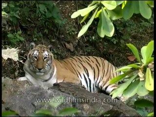 Panna-tiger-mdv-138-5