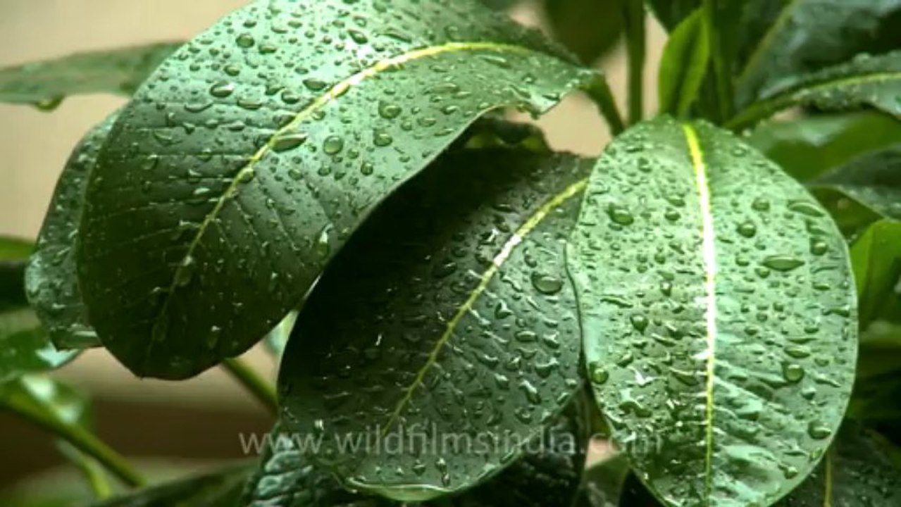 Rain in delhi-2