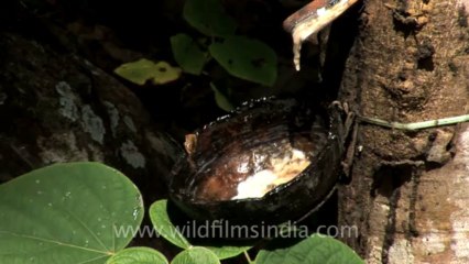 rubber plantation-2