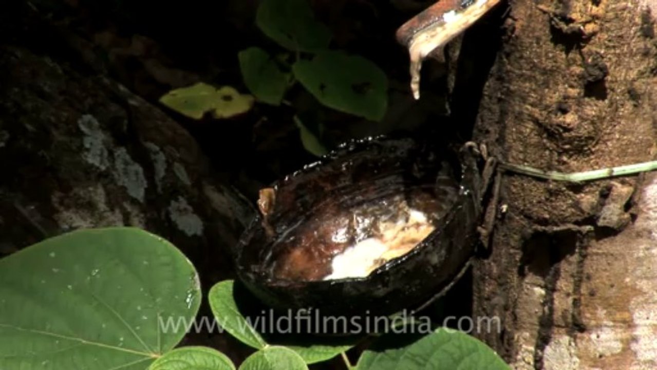 rubber plantation-2