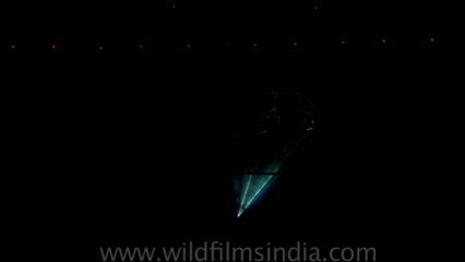 Russian circus show-hdv-411-1