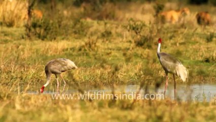 Sarus Cranes trumpeting gloriously
