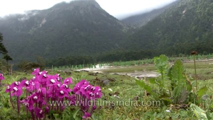 Sikkim-river-hdv-544-1