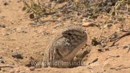 Spiny-tailed lizard in Desert National Park