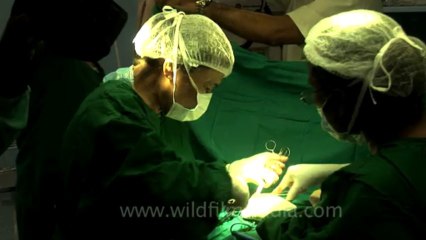 Surgery of Fibroid in Breast-hdv-fx-1-01-6