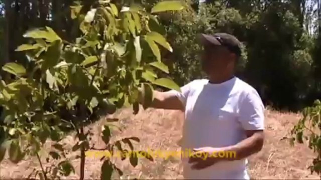 Çamoluk Yeniköy Ceviz Yetiştiriciliği - 2