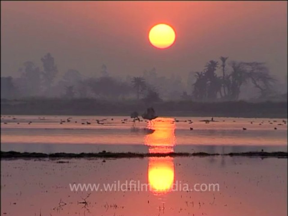 wildlife-birds-13-4