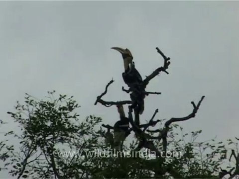 wildlife_birds_15-3-a pair of Pied Hornbills sitting on a dead tree-top and calling away