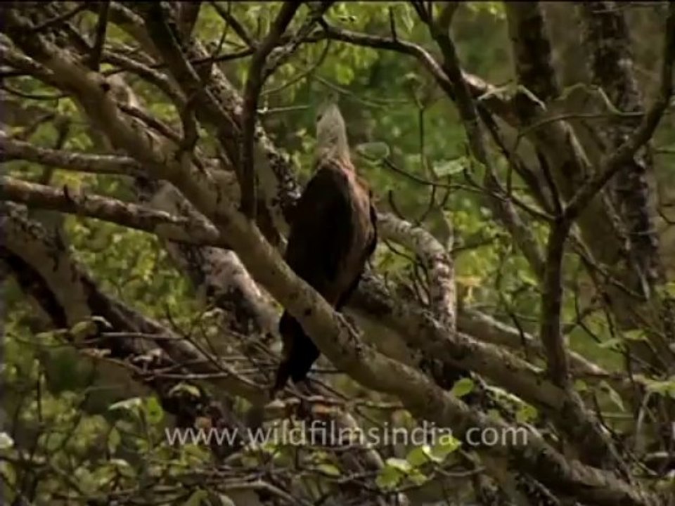 wildlife_birds_15-3-Pallas' Fishing Eagle sitting on a tree and squealing away