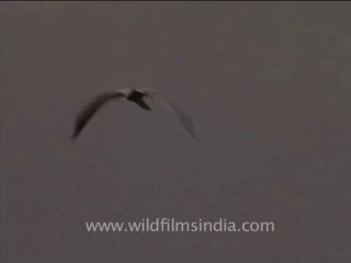 wildlife_birds_15-7-Marsh Harrier