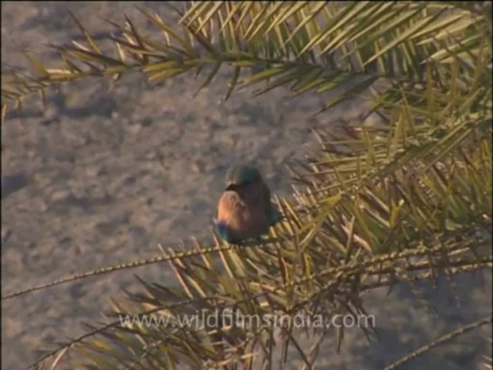wildlife_misc-3-2
