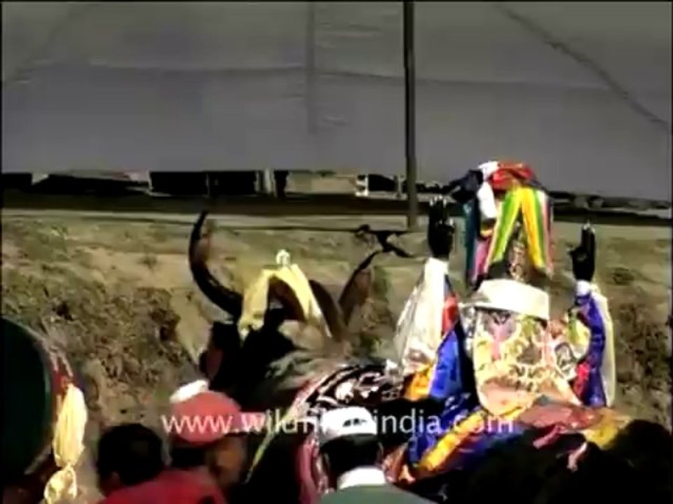 Yak rotating its loose head around many times