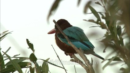 Kingfisher-bhandhavgarh-hdc-no name-1