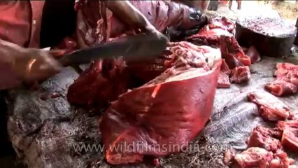 Animal slaughter-13-2-DVD-107