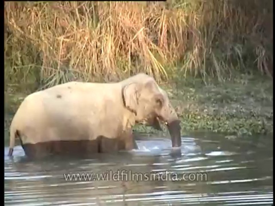 Assam-kaziranga-elephant-mdv-883-2