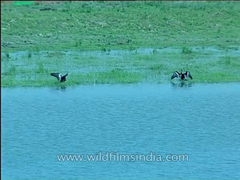 Assam-kaziranga-mdv-1002-12