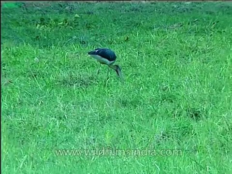 Assam-kaziranga-mdv-1002-14