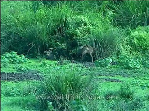 Assam-kaziranga-mdv-1002-15